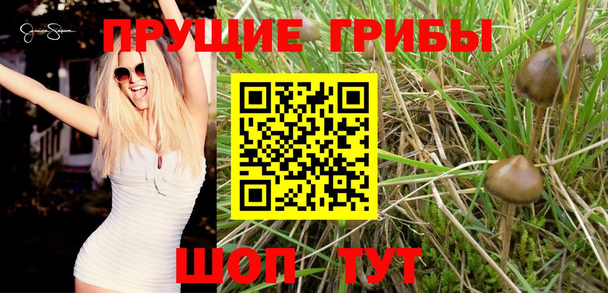 Галлюциногенные грибы прущие грибы Камышлов