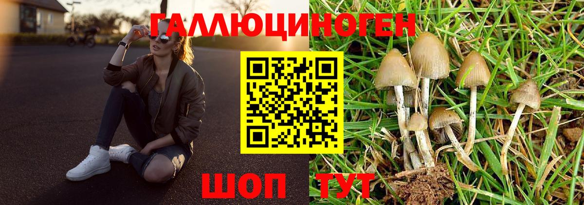 Камышлов  Псилоцибиновые грибы Cubensis  Вход с VPN 